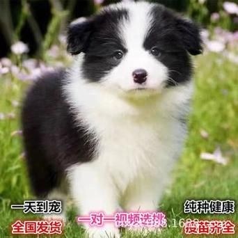 成都边牧养殖基地,成都边牧价格多少钱一只