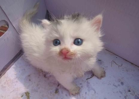 扫一扫识别猫品种,白色蓝眼睛猫是啥品种腿长