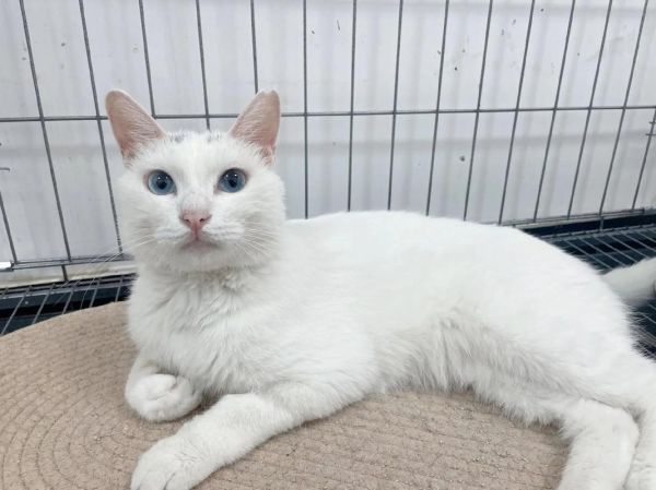 扫一扫识别猫品种,白色蓝眼睛猫是啥品种腿长