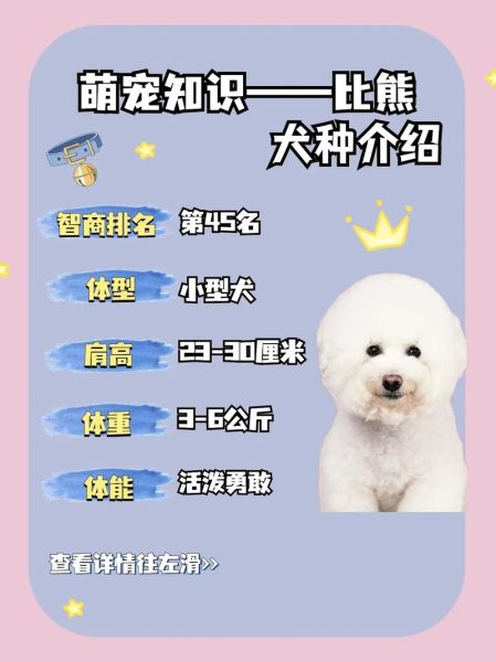 比格犬性格特点,比格犬性格的优缺点全面分析