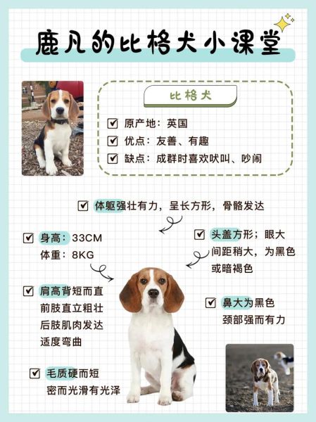 比格犬性格特点,比格犬性格的优缺点全面分析
