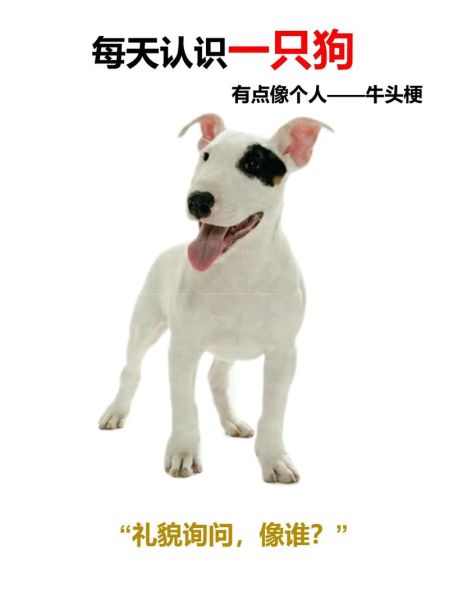 牛头梗多少钱一只幼崽,牛头梗价钱