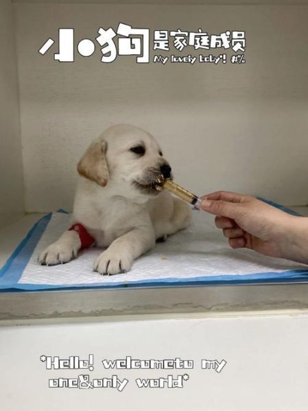 狗冠状病毒可以自愈吗,狗狗冠状病毒能存活多长时间