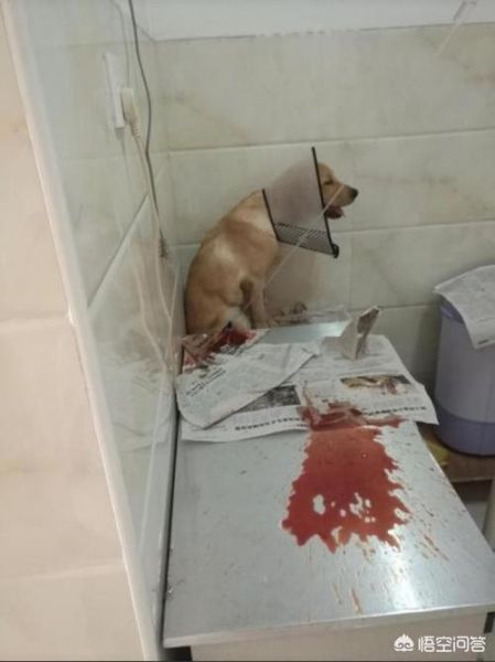 狗换肠子是咋回事,翻肠子的狗怎么样能活下来