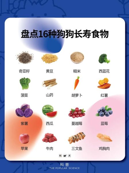 狗狗吃什么肉好吃又营养,肉食狗养什么品种最好
