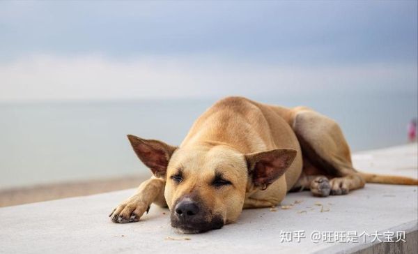 狗狗趴我身上睡觉,狗狗趴在我身上很快就能睡着是为什么