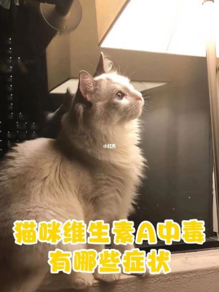 猫中毒的症状会怎样,猫中毒的症状及表现