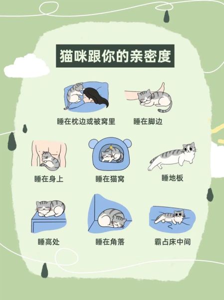 猫喜欢睡主人旁边是为什么,猫为啥喜欢睡在人身边