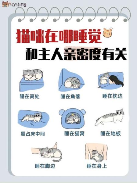 猫喜欢睡主人旁边是为什么,猫为啥喜欢睡在人身边
