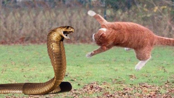 猫是毒蛇的天敌吗,猫科动物是蛇的天敌吗