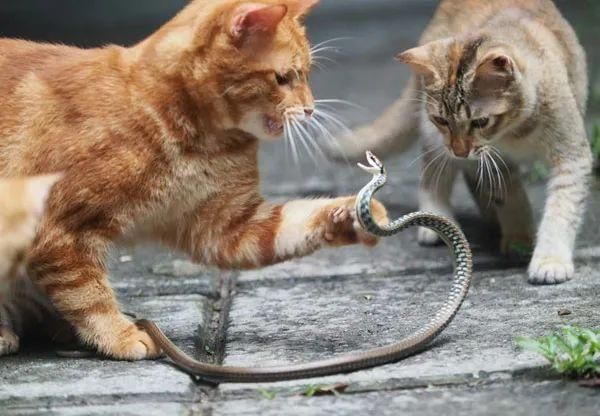 猫是蛇的对手吗,猫是蛇的天敌吗