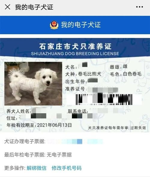 石家庄金毛能办狗证吗,石家庄金毛可以办证吗