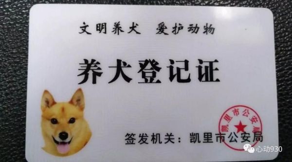 石家庄金毛能办狗证吗,石家庄金毛可以办证吗