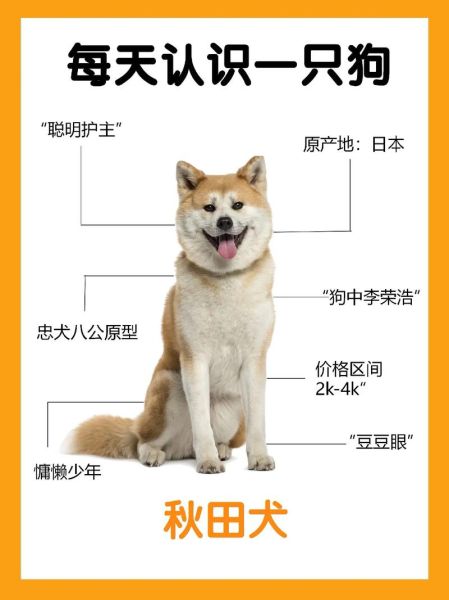 秋田犬性格特点及智商排名,秋田犬性格多大定型