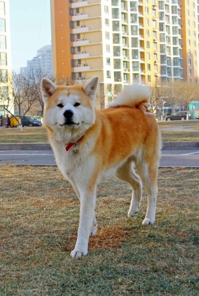 秋田犬性格特点及智商排名,秋田犬性格多大定型