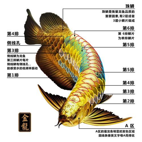 红龙鱼怎么养及喂养技巧图解,红龙鱼怎么养出七鳍才会大
