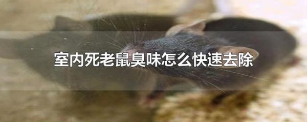 老鼠吃什么会立马死掉,老鼠吃什么能毒死