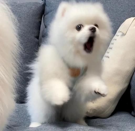 英系博美犬价格表,英系博美犬价格及图片