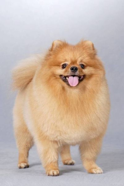 英系博美犬价格表,英系博美犬价格及图片