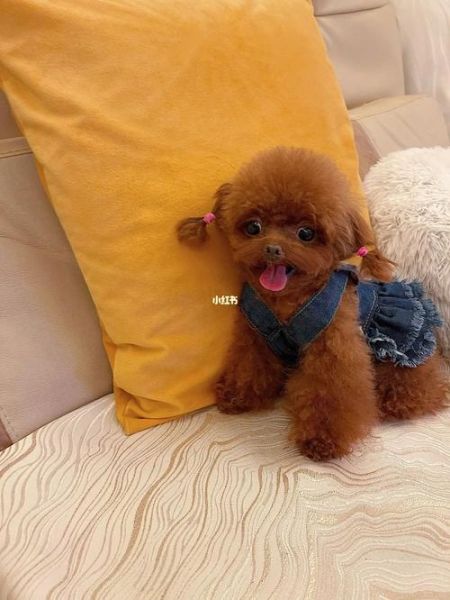 茶杯泰迪犬多少钱一只,一只茶杯泰迪犬要多少元最便宜