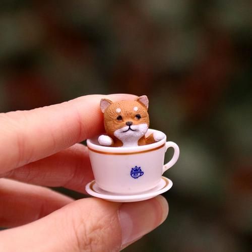 茶杯猫长啥样,茶杯猫价格多少