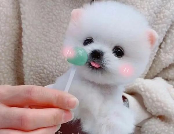 茶杯贵宾体型标准,茶杯贵宾好养吗