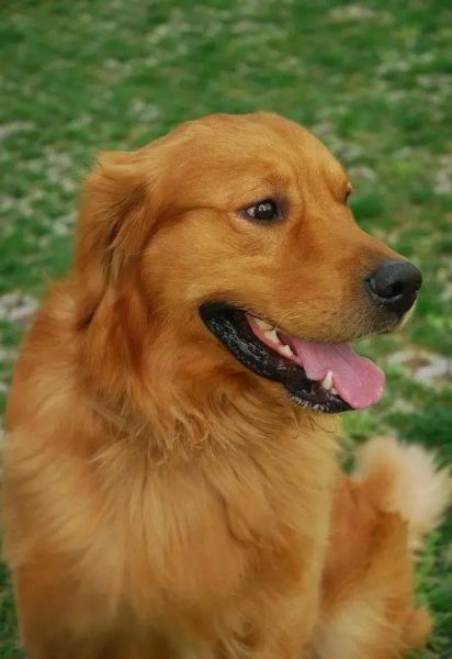 金毛寻回犬多大成年,金毛寻回犬长什么样子