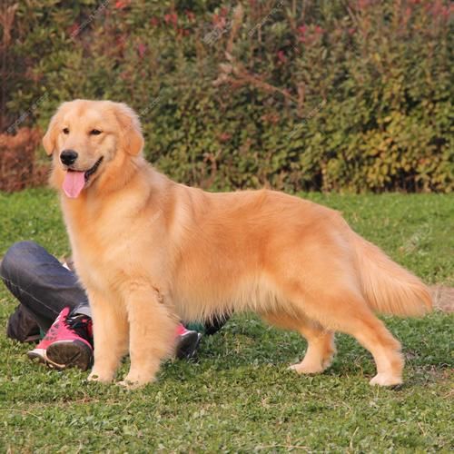 金毛寻回犬的优点和缺点介绍,金毛寻回犬长什么样子