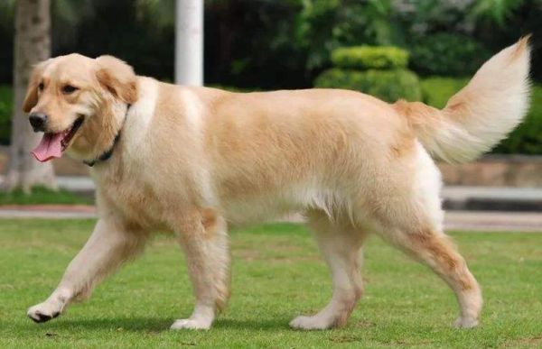 金毛寻回犬长什么样子,金毛寻回犬掉毛严重吗