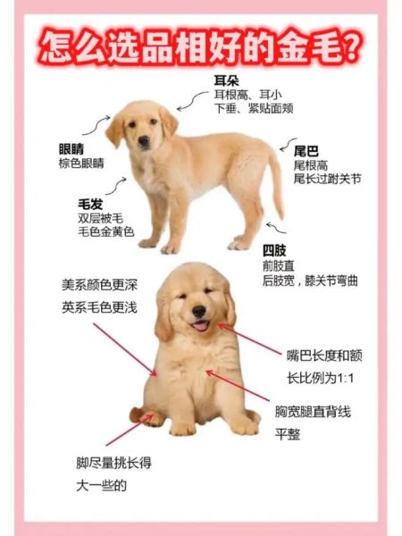 金毛犬的喂养方法,金毛犬的喂养时间
