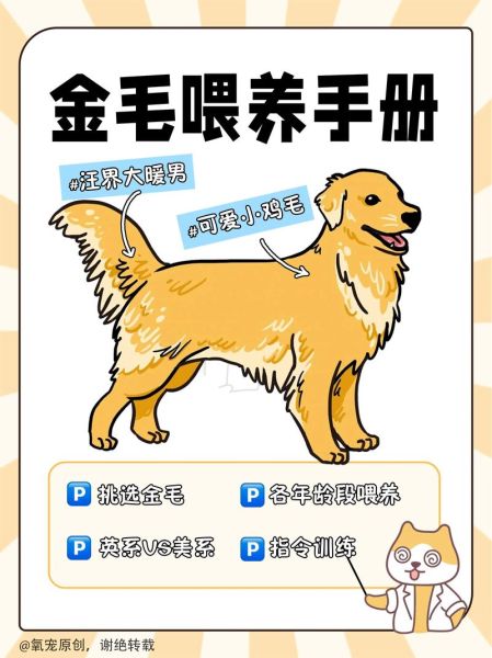 金毛犬的喂养方法,金毛犬的喂养时间