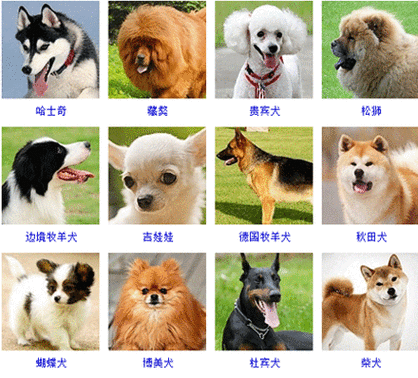 金毛狗名字洋气名大全,金毛狗名字顺口霸气