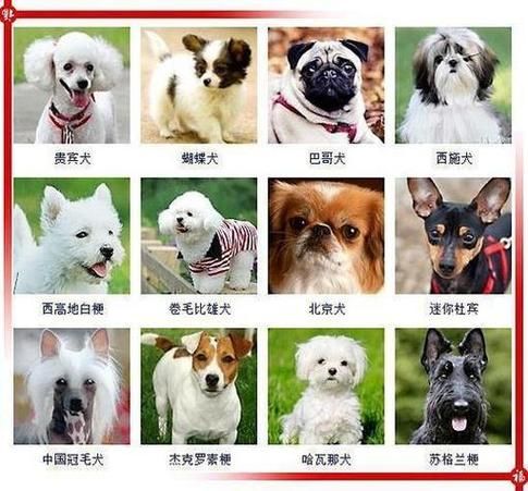 金毛狗名字洋气名大全,金毛狗名字顺口霸气