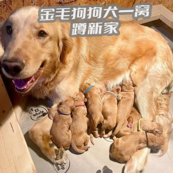 金毛狗狗吃什么食物可对毛色好呢,金毛吃什么可以让毛长长