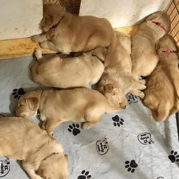 金毛狗狗吃什么食物可对毛色好呢,金毛吃什么可以让毛长长