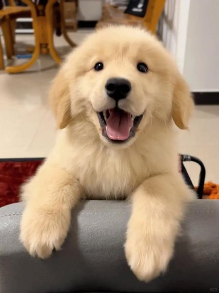 金毛猎犬多少钱一条,金毛猎犬百科