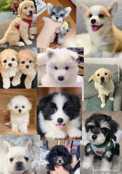 金毛猎犬百科,金毛猎犬多少钱一只