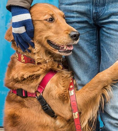 金毛猎犬金毛,金毛猎犬什么意思