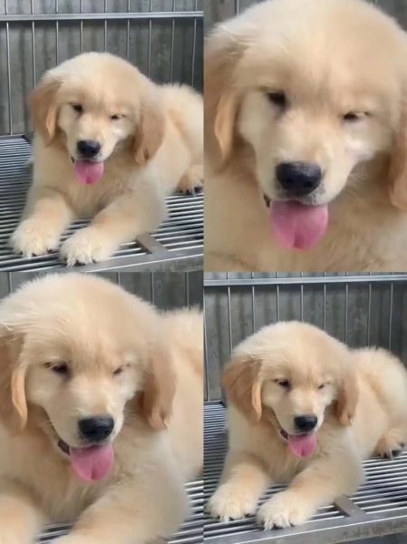 金毛猎犬金毛,金毛猎犬什么意思