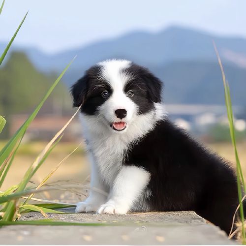 陨石边境牧羊犬价格多少钱一只幼犬,陨石边境牧羊犬图片大全