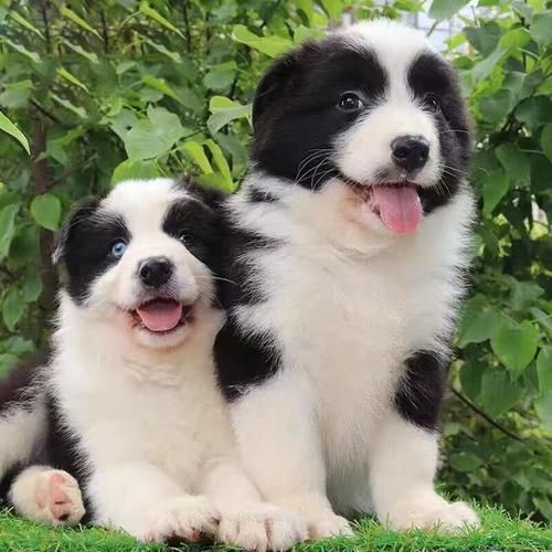 陨石边境牧羊犬价格多少钱一只幼犬,陨石边境牧羊犬图片大全