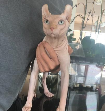霍思燕家的猫叫什么名字,霍思燕家的猫多少钱一只