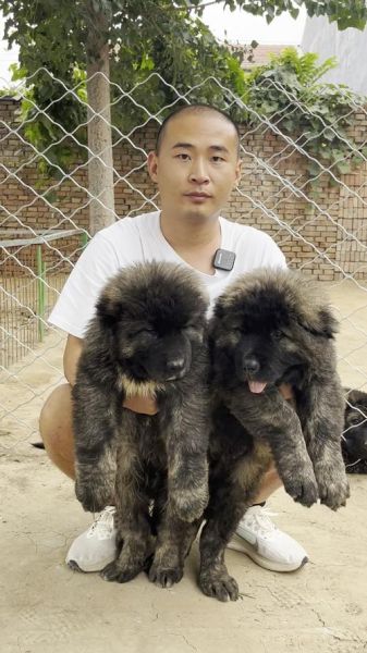 高加索犬价位,高加索犬视频大全