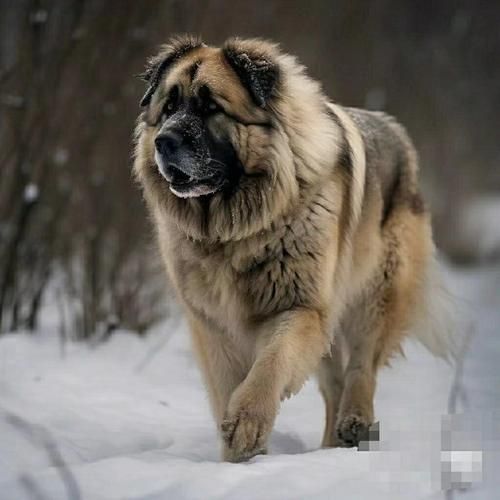 高加索犬价位,高加索犬视频大全