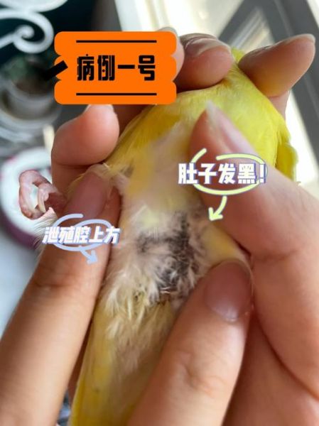 鹦鹉鱼变黑了怎么办,鹦鹉鱼变黑了怎么处理