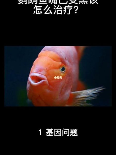 鹦鹉鱼变黑怎么治疗,鹦鹉鱼变黑了怎么回事