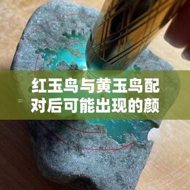 黄玉鸟怎么分雌雄,黄玉鸟和红玉鸟配出啥色鸟
