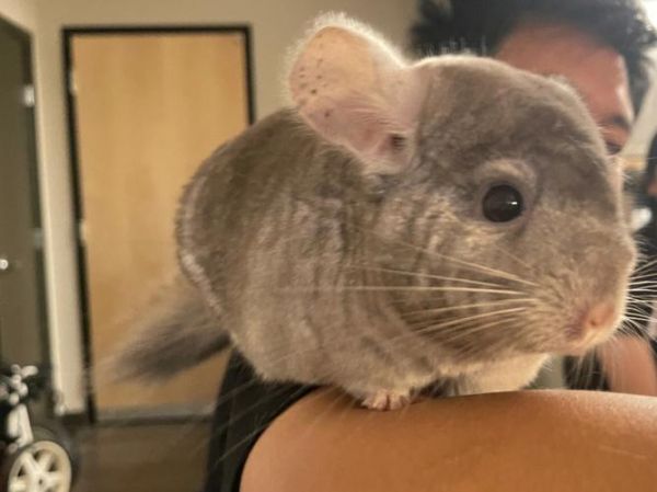龙猫吧 百度贴吧,龙猫吧唧嘴