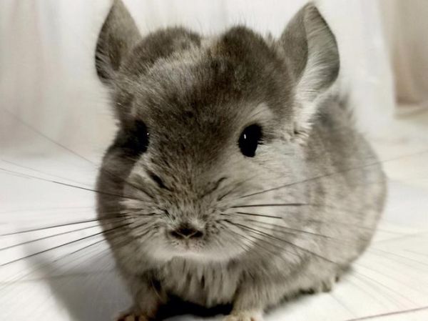 龙猫是动物吗,宠物龙猫属于哪类