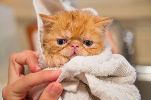 四个月的小猫能洗澡吗,小猫能洗澡吗怎样洗